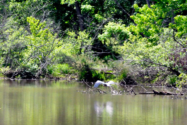 big bird a Lake Haigler